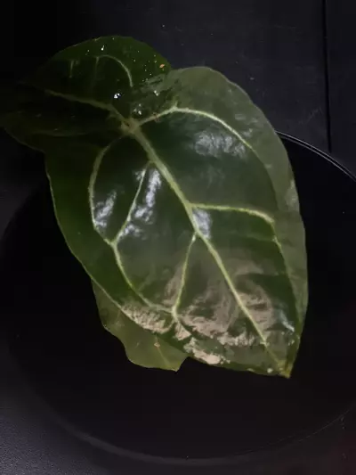 plant/Anthurium Carlablackaie x Red Crystal SKG-0-thumbnail