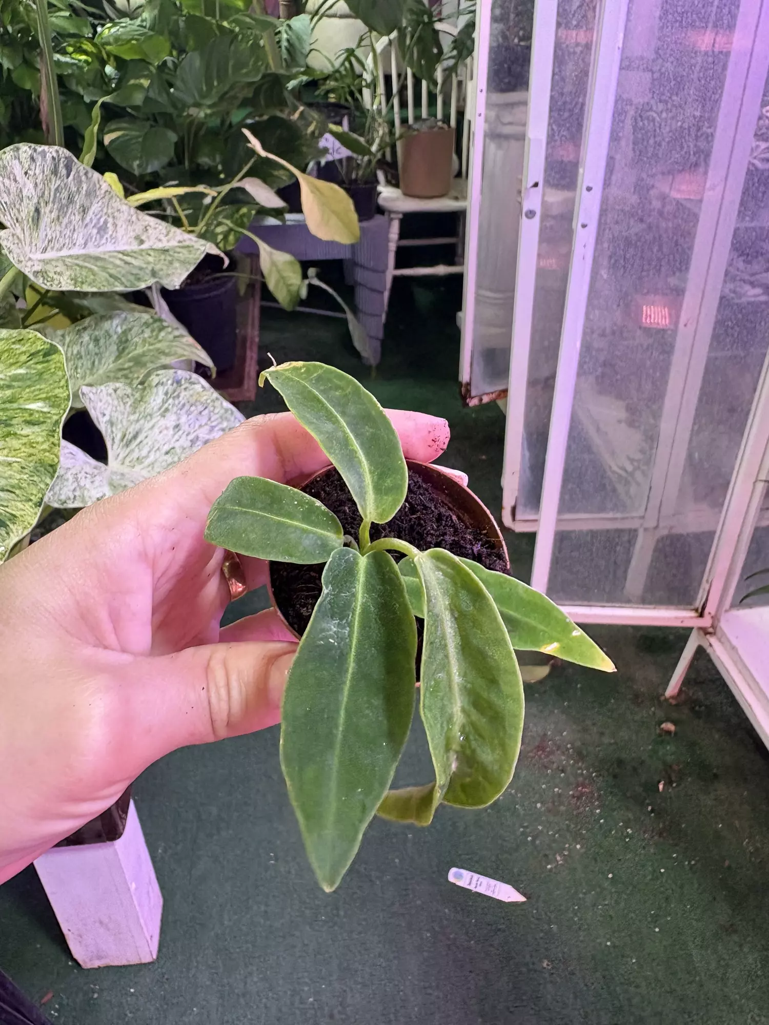 plant/Anthurium warecqueanum 3”-0