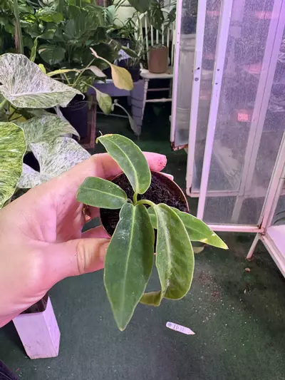 plant/Anthurium warecqueanum 3”-0-thumbnail