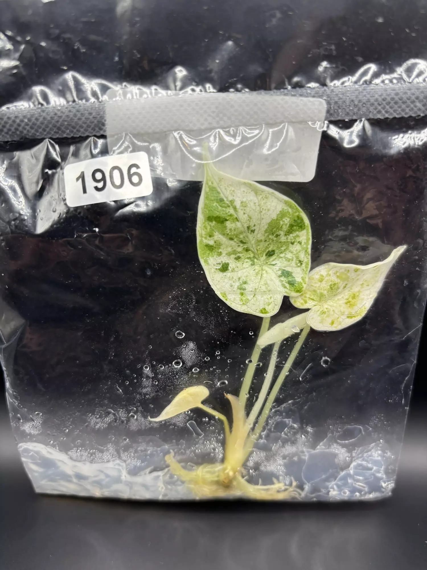 plant/1906 dragon scale mint -0