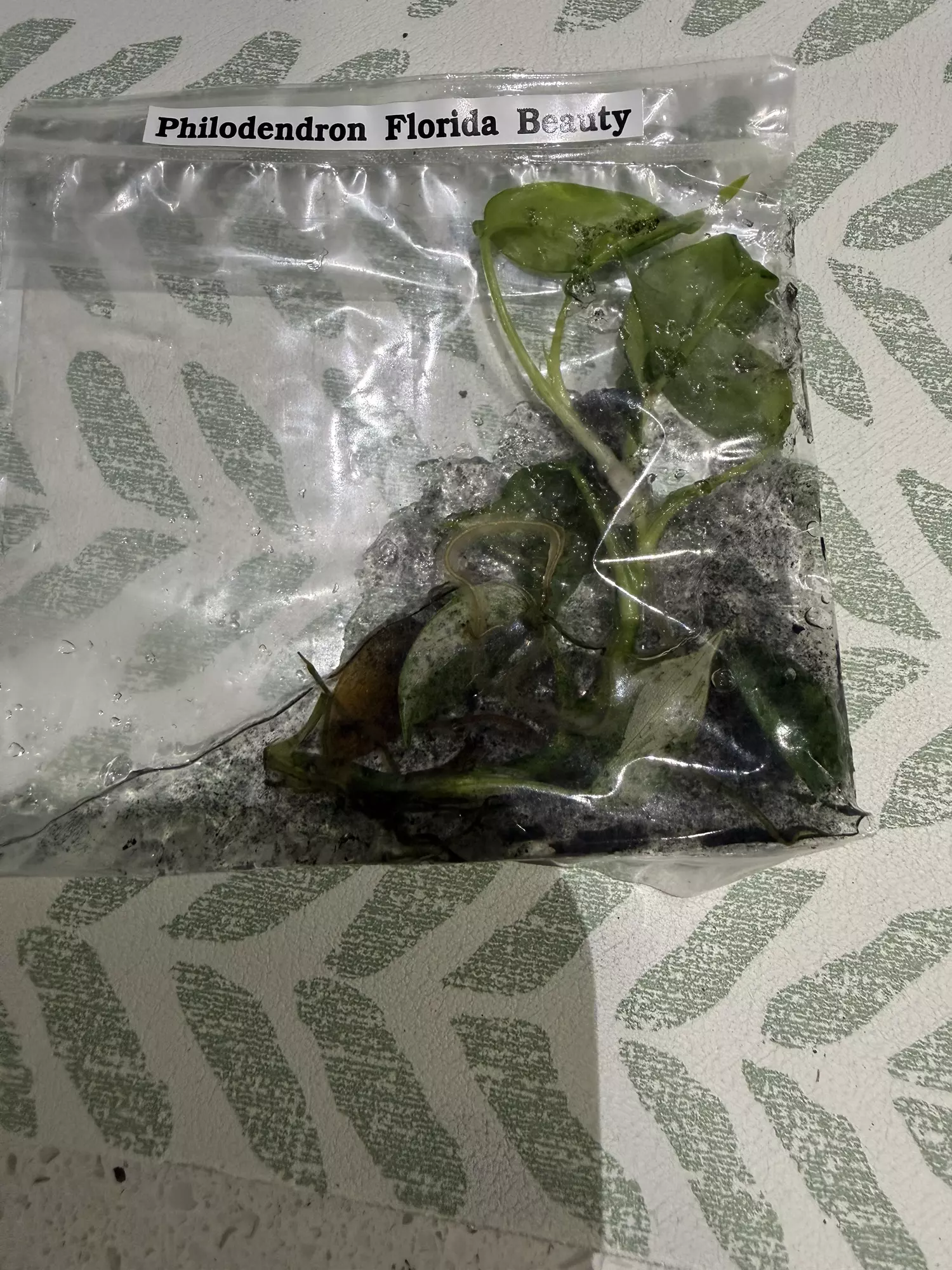 plant/Philo Florida beauty-0