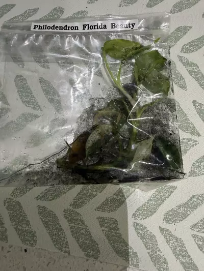 plant/Philo Florida beauty-0-thumbnail