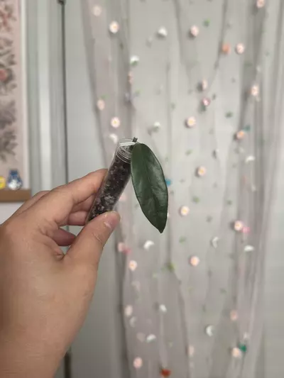 plant/Hoya Danumensis ssp Amarii (unrooted)-0-thumbnail