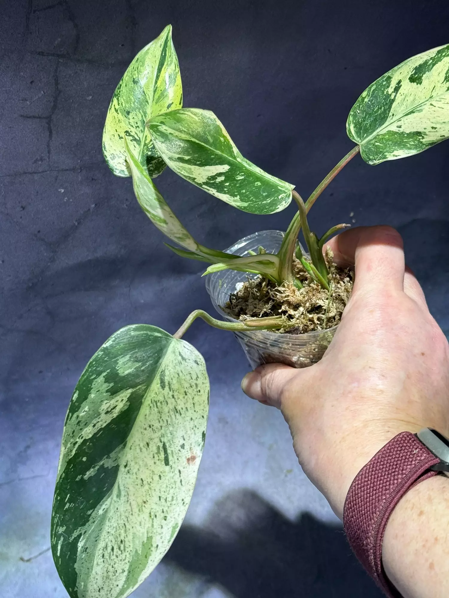 plant/Philodendron emerald King-2