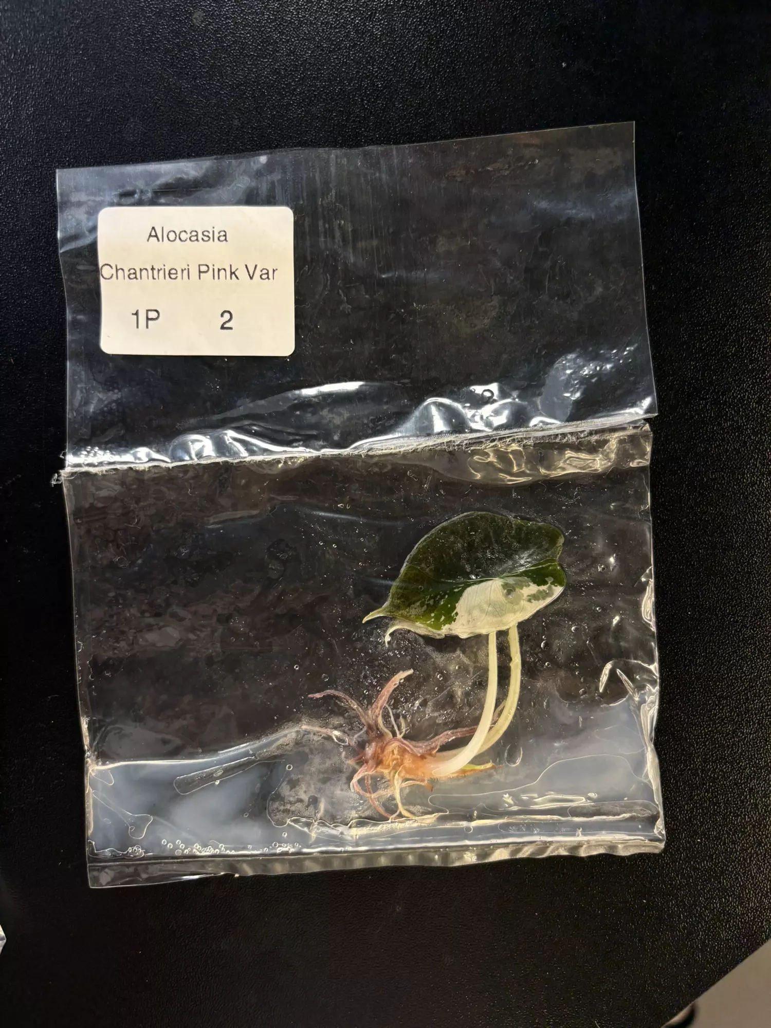 plant/Chantrieri exact plant -0