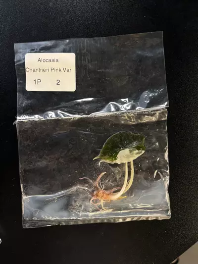 plant/Chantrieri exact plant -0-thumbnail