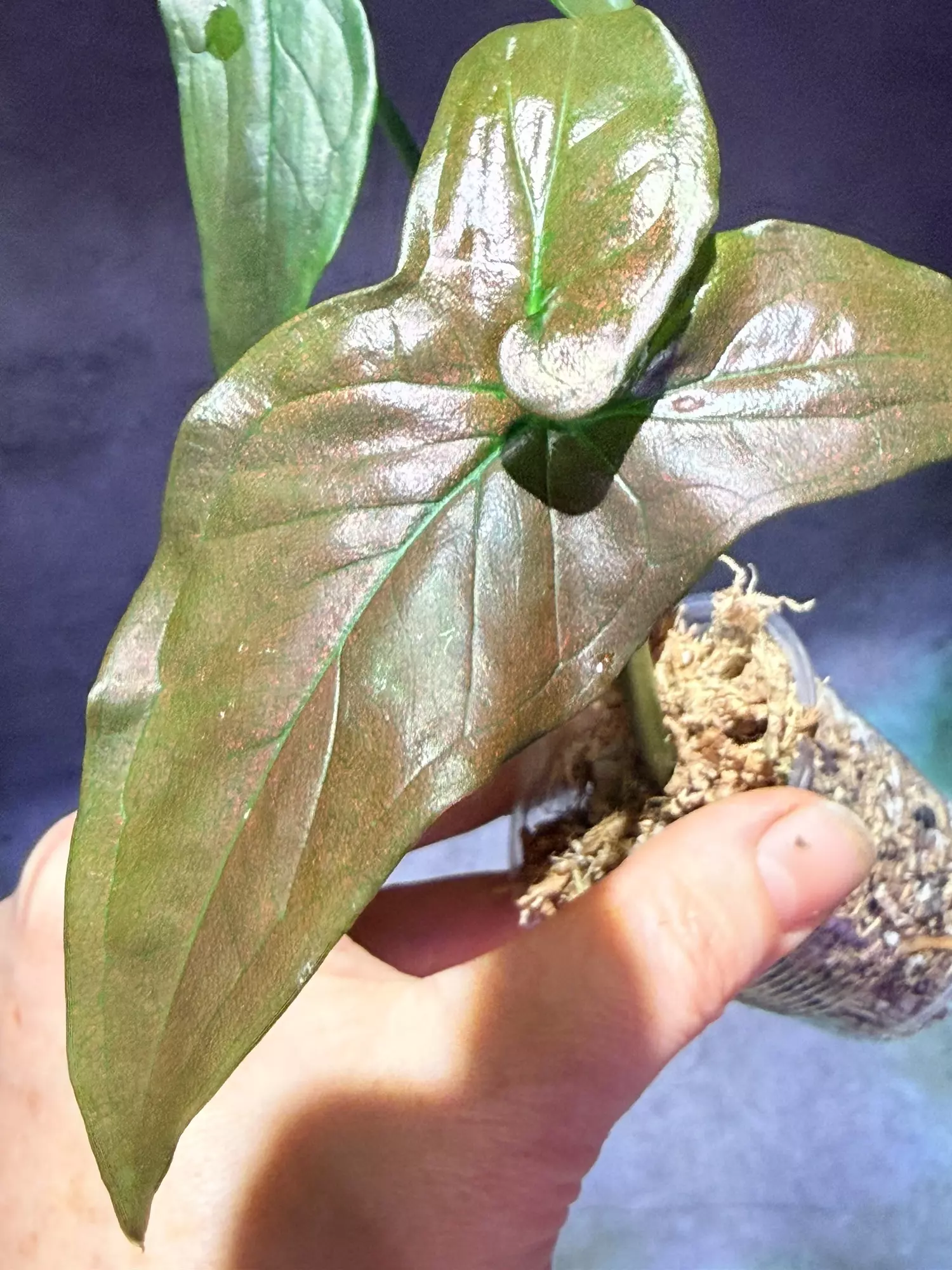 plant/Syngonium dark purple-0