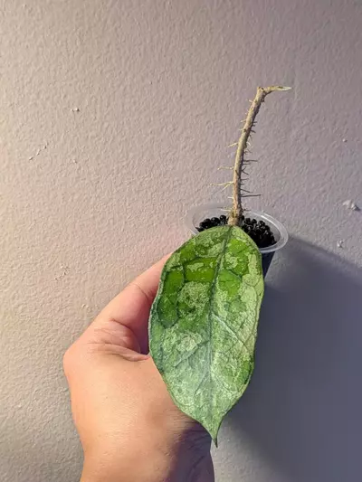 plant/Hoya Bahoi Splash-3-thumbnail