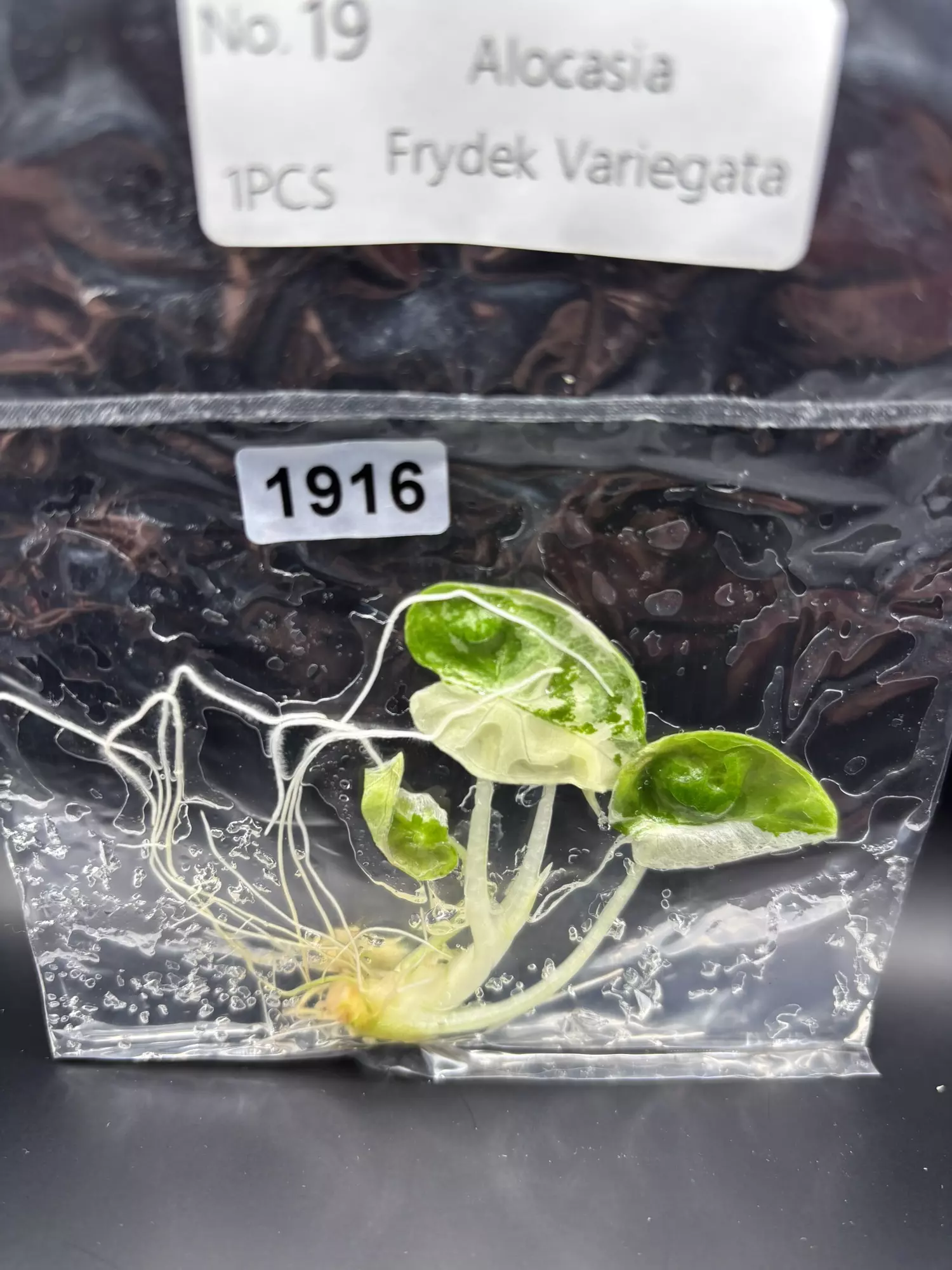 plant/1916 v Frydek -0