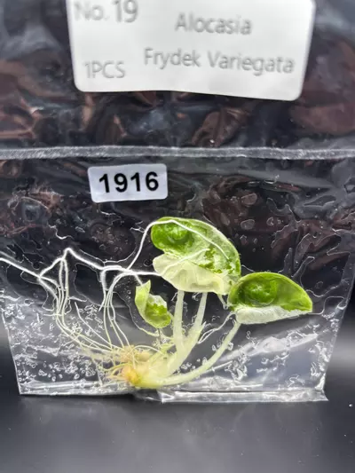 plant/1916 v Frydek -0-thumbnail