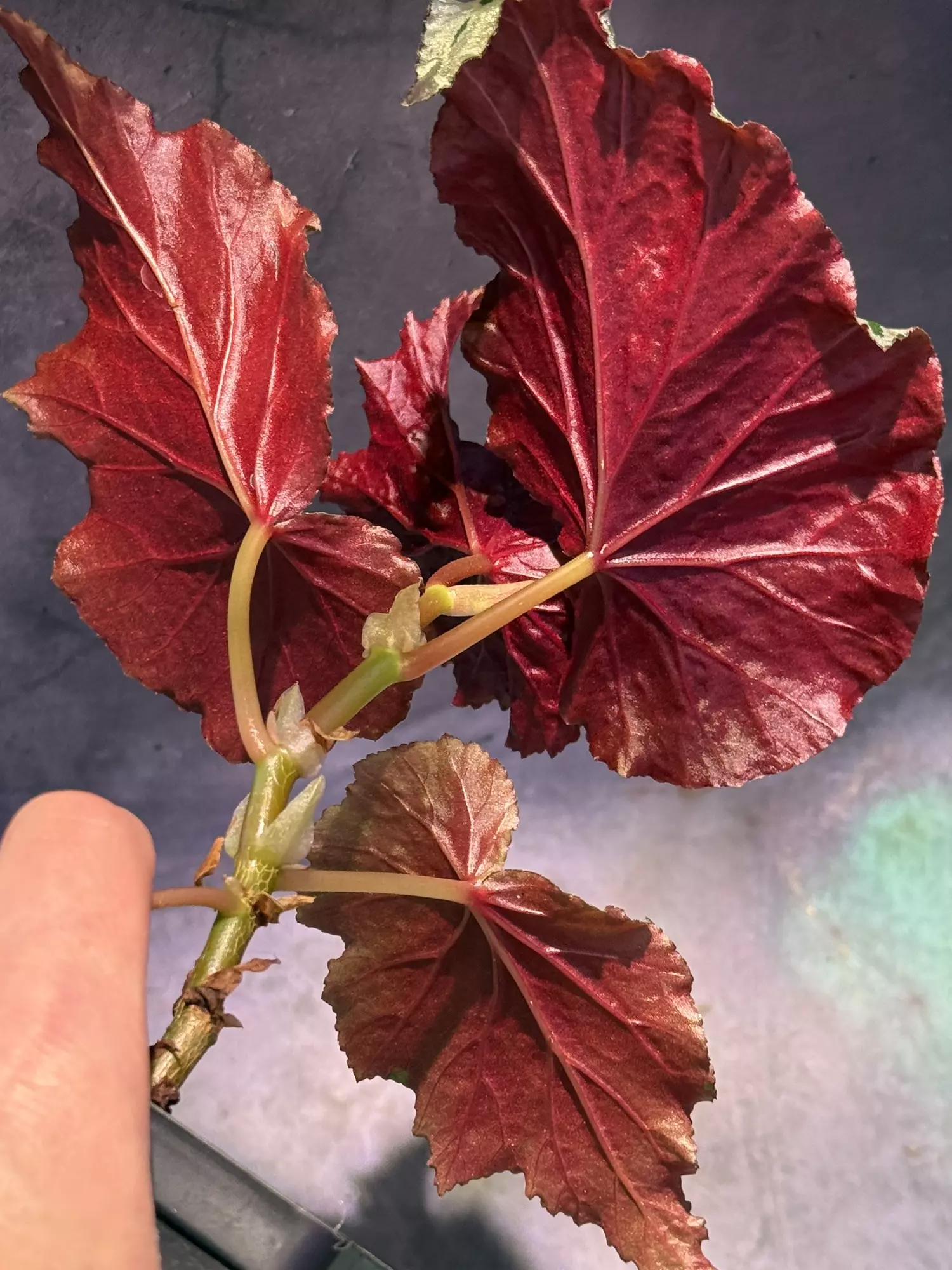 plant/Begonia looking glass-1