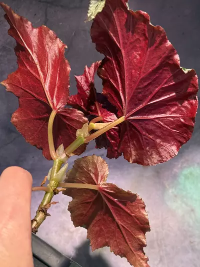 plant/Begonia looking glass-1-thumbnail