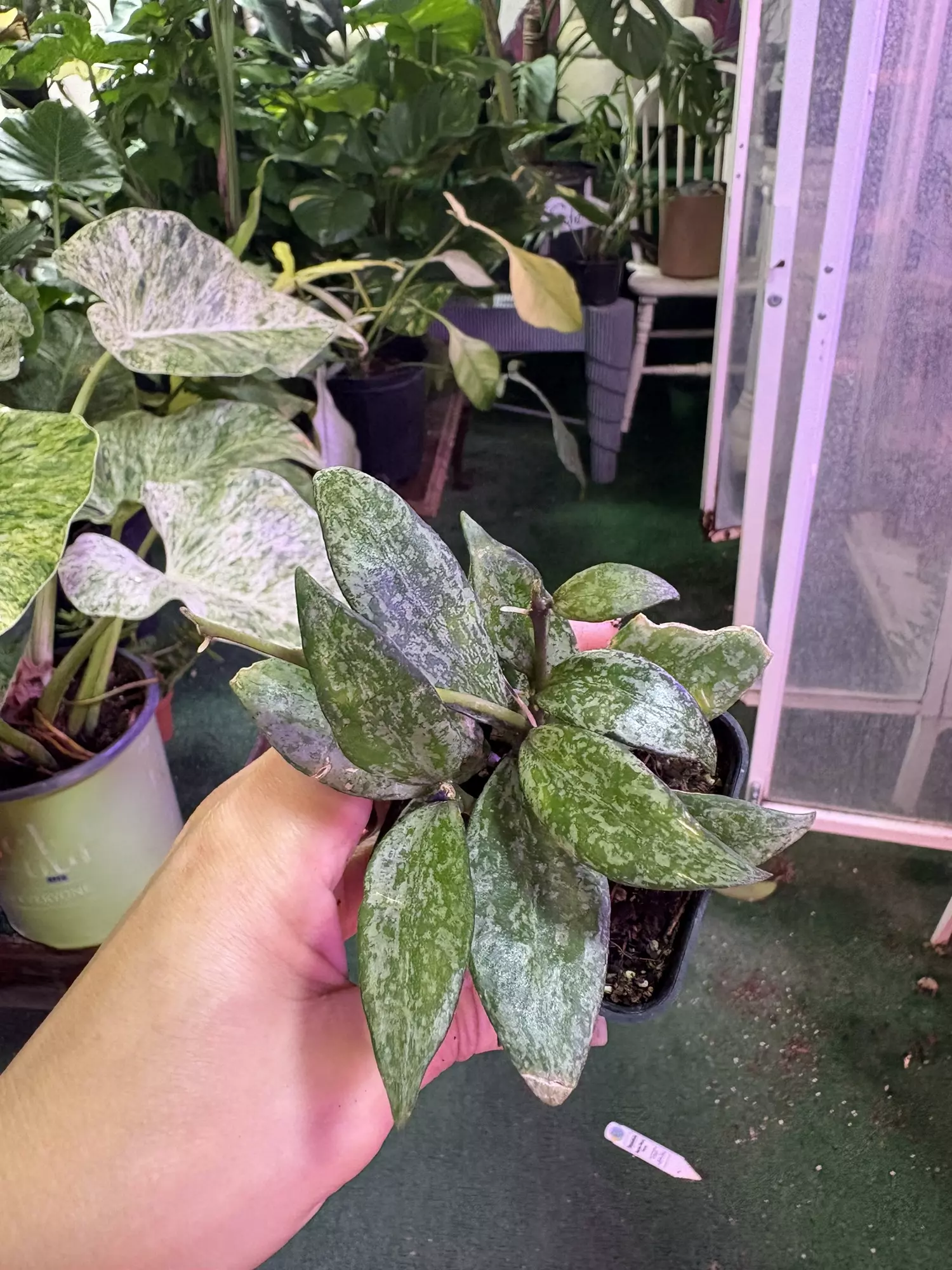 plant/Hoya Lacunosa Splash 3”-0