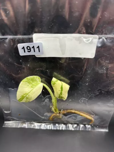 plant/1911 white monster-0-thumbnail