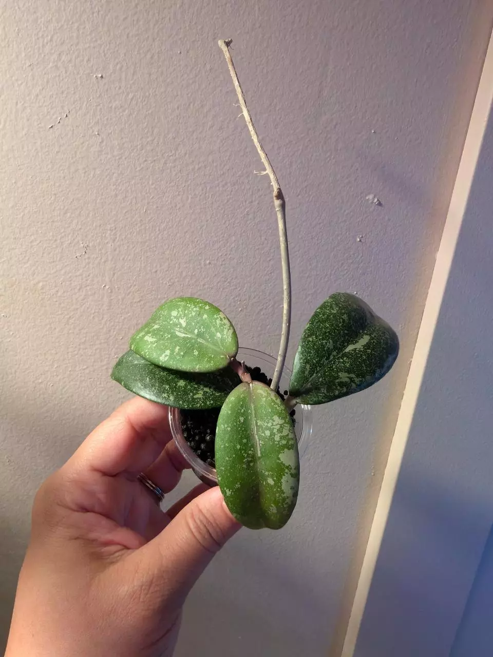 plant/Hoya Vietnam Ah001-4