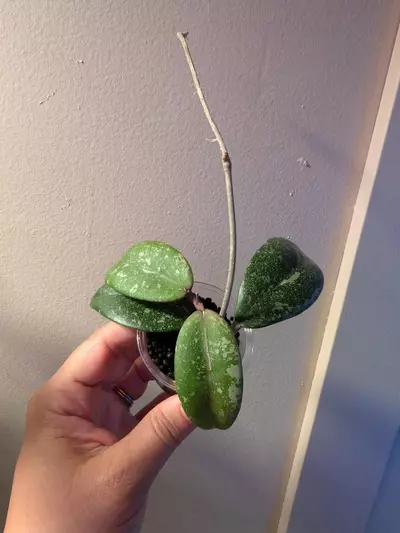 plant/Hoya Vietnam Ah001-4-thumbnail