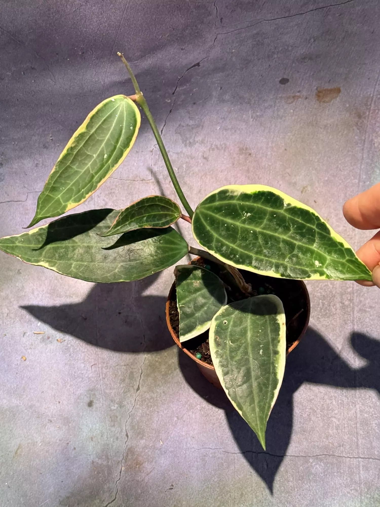 plant/Hoya Latifolia Albo-0