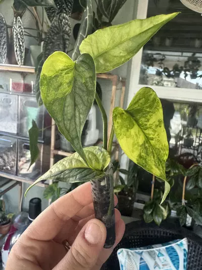 plant/monstera siltepecana variegated-0-thumbnail