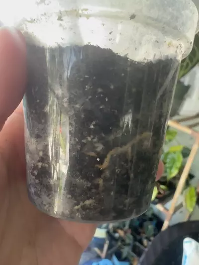 plant/Monstera Albo Single Leaf (low color)-3-thumbnail