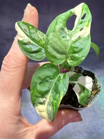 plant/Monstera Albo adansonii two growths-0-thumbnail