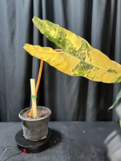 plant/Variegated Billie rooted cutting -0-thumbnail
