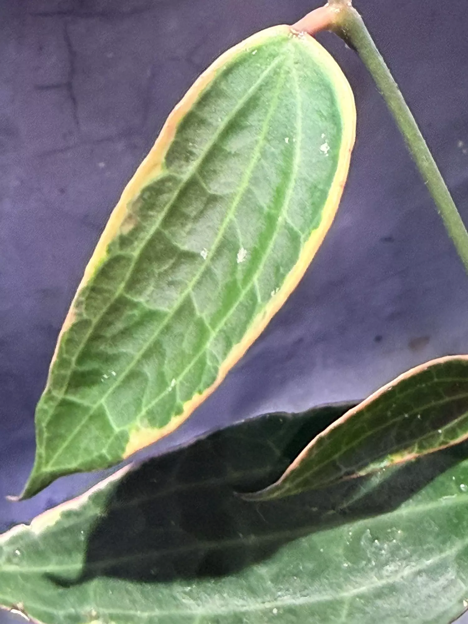 plant/Hoya Latifolia Albo-1