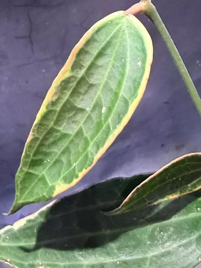 plant/Hoya Latifolia Albo-1-thumbnail