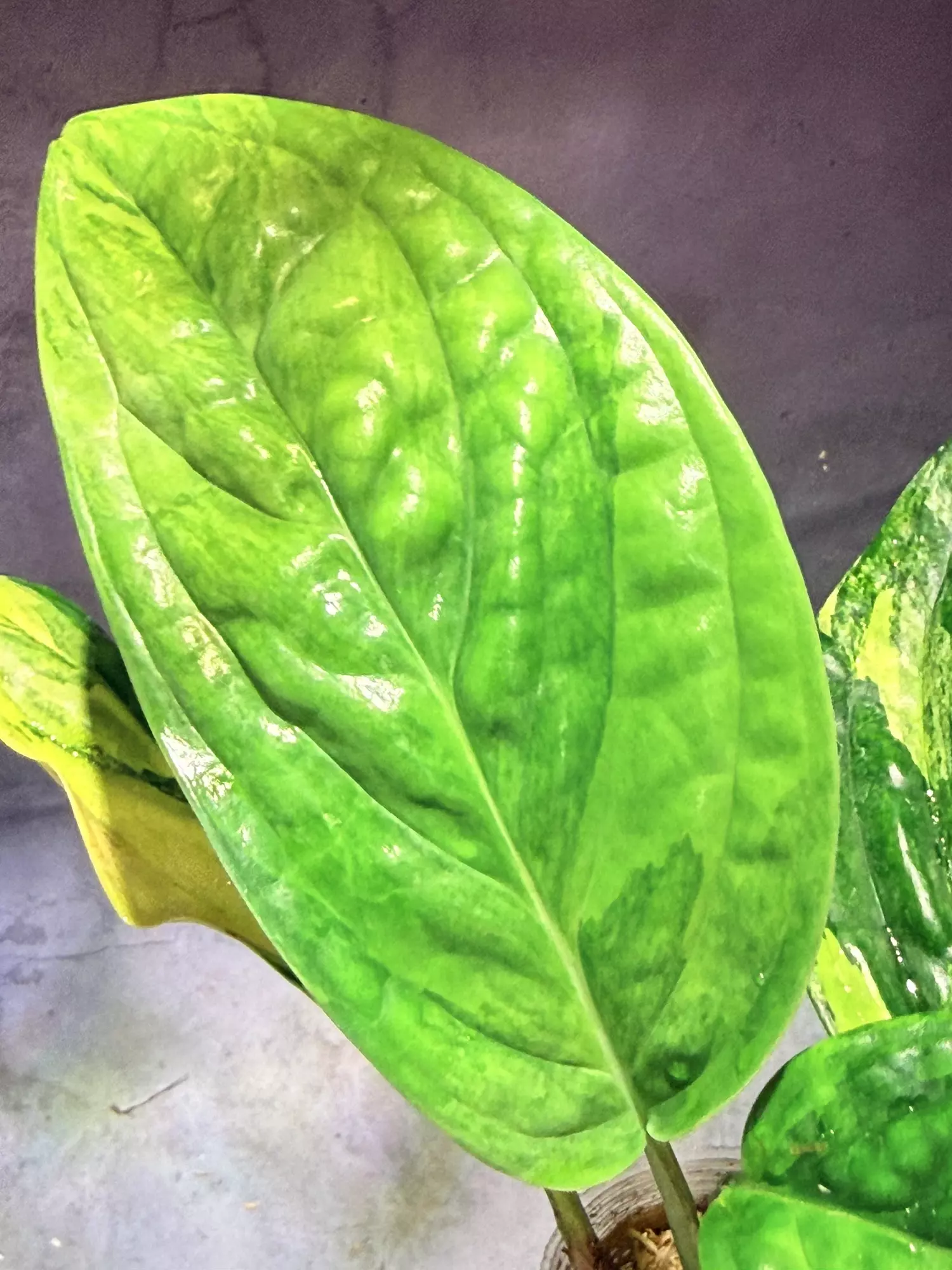 plant/Monstera variegated Peru-3