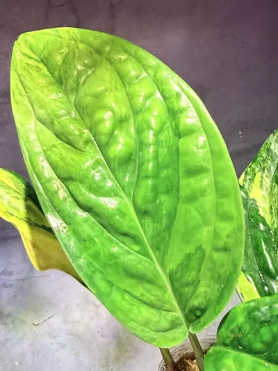 plant/Monstera variegated Peru-3-thumbnail
