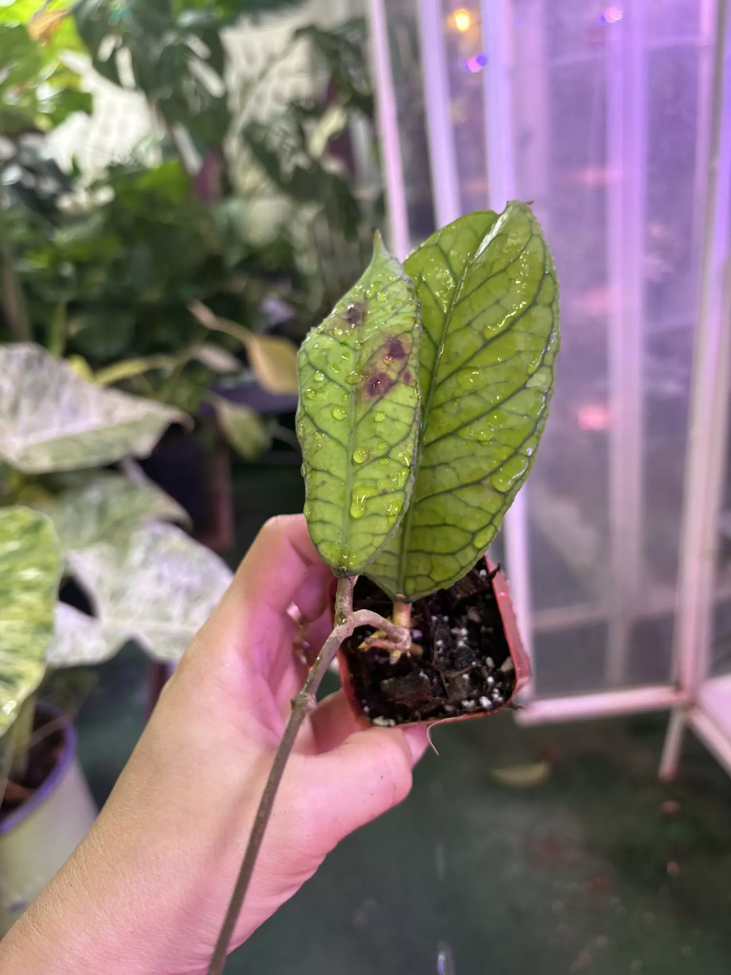 plant/Hoya sabah 3”-0