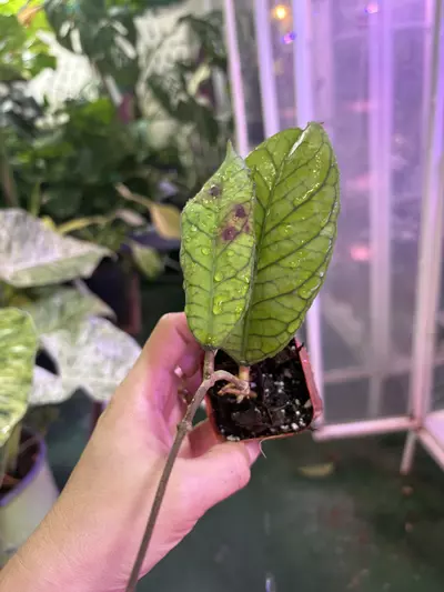 plant/Hoya sabah 3”-0-thumbnail