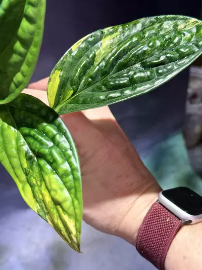 plant/Monstera variegated Peru-2-thumbnail