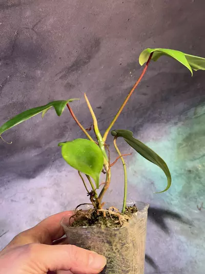 plant/Philodendron Florida green-1-thumbnail