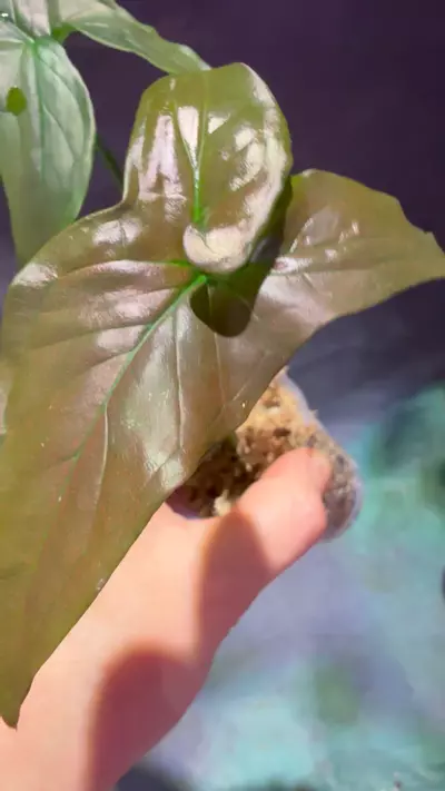 plant/Syngonium dark purple-3-thumbnail