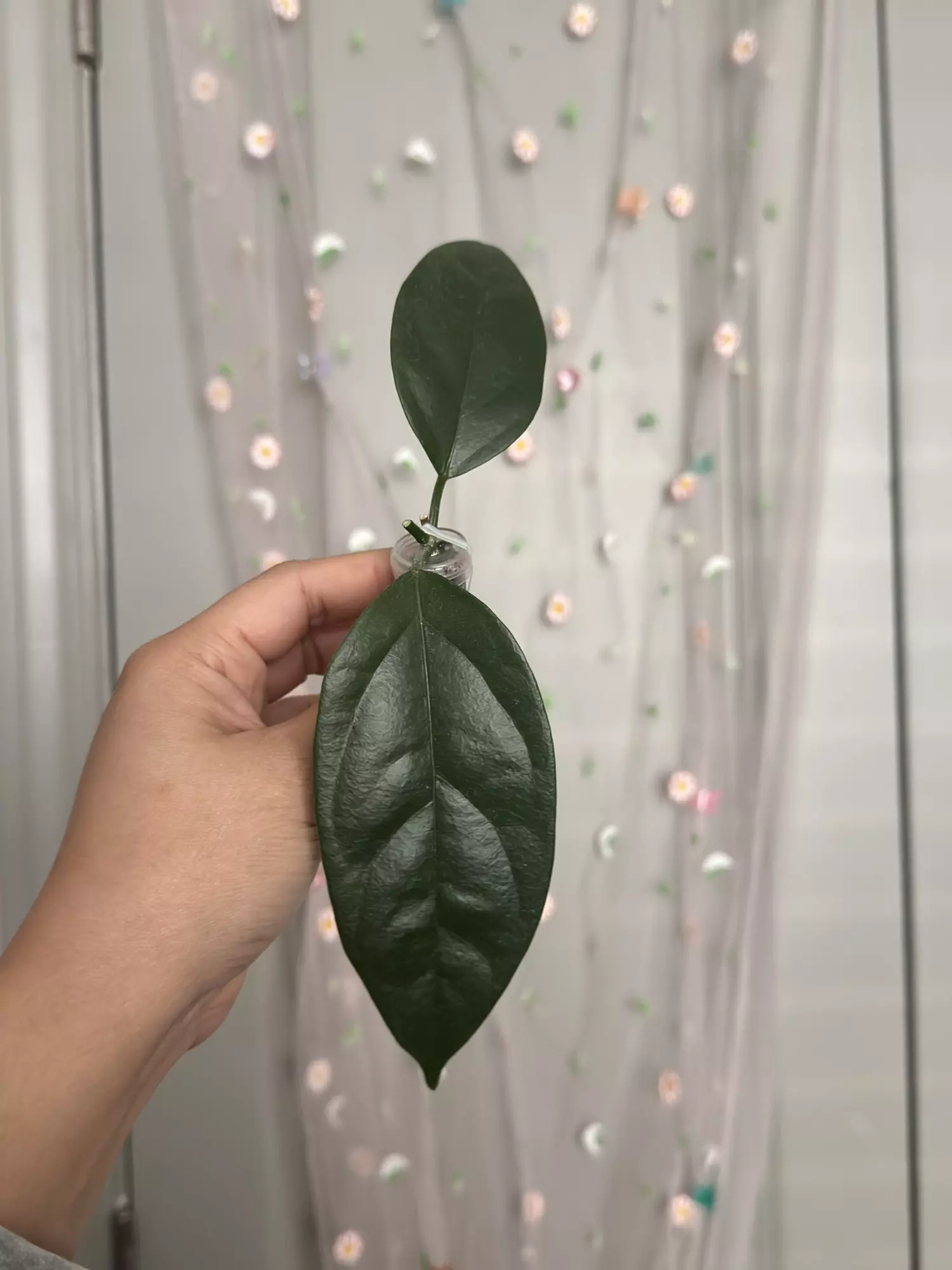 plant/Hoya Danumensis ssp Amarii (rooted)-0