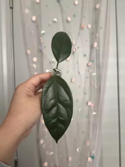 plant/Hoya Danumensis ssp Amarii (rooted)-0-thumbnail
