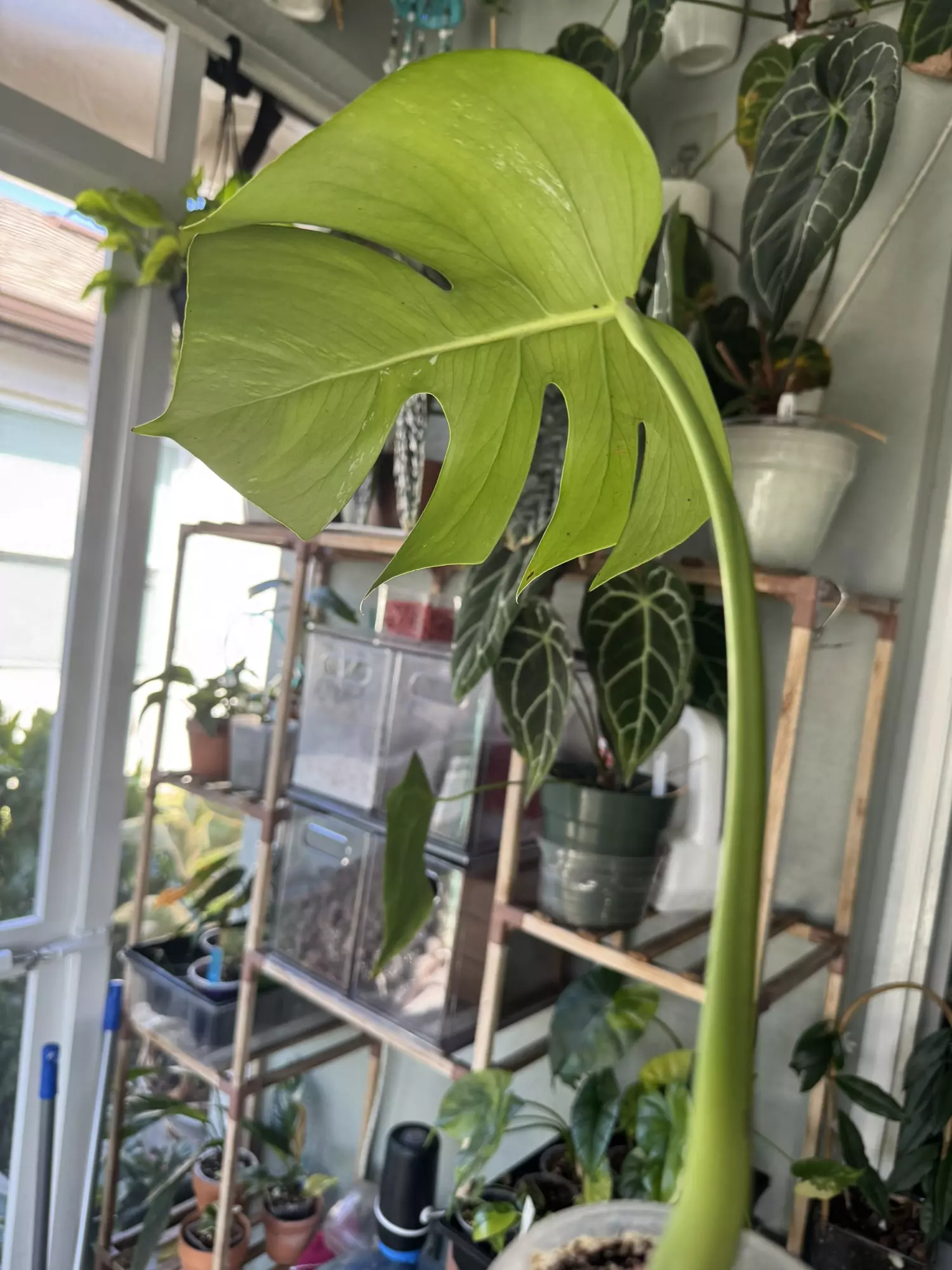 plant/Monstera Albo Single Leaf (low color)-1