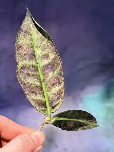 plant/Hoya mitrata silver top cut unrooted-2-thumbnail