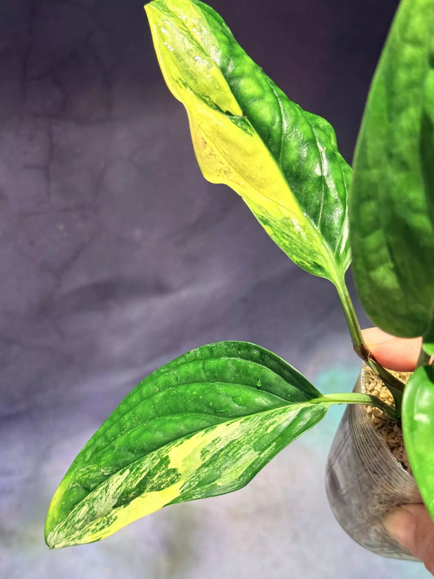 plant/Monstera variegated Peru-1