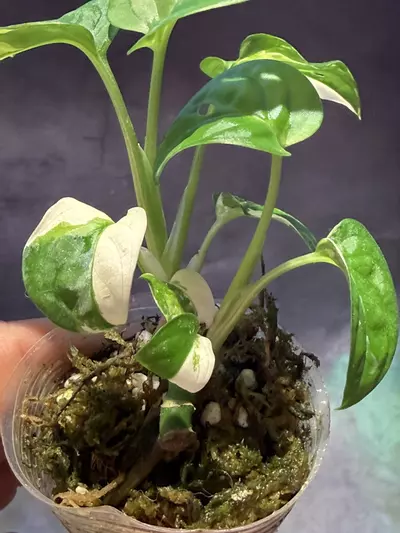 plant/Monstera Albo adansonii two growths-3-thumbnail