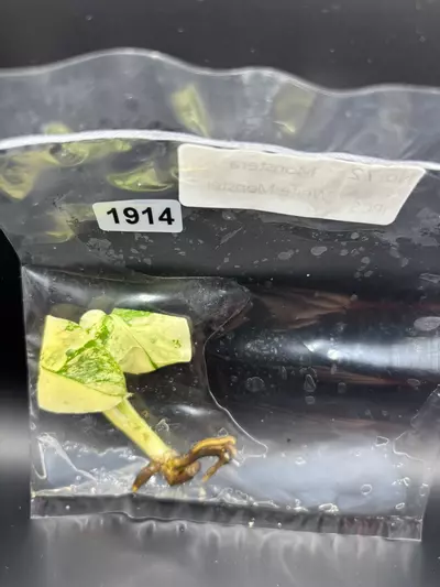 plant/1914 white monster -0-thumbnail