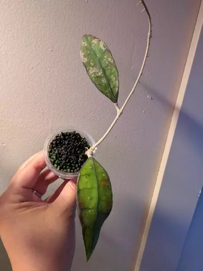 plant/hoya-4-thumbnail