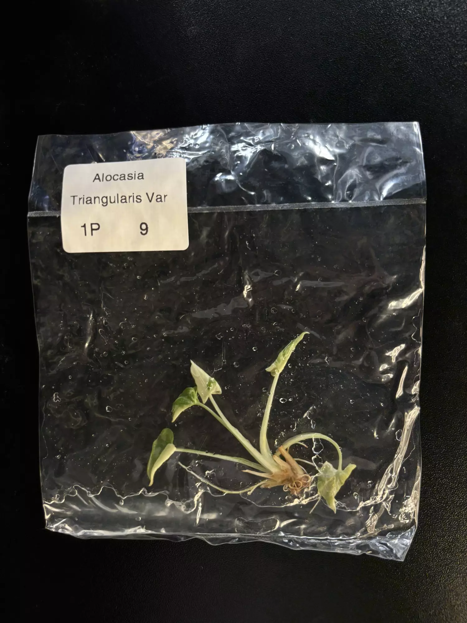 plant/Triangularis albo exact plant -0