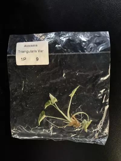 plant/Triangularis albo exact plant -0-thumbnail