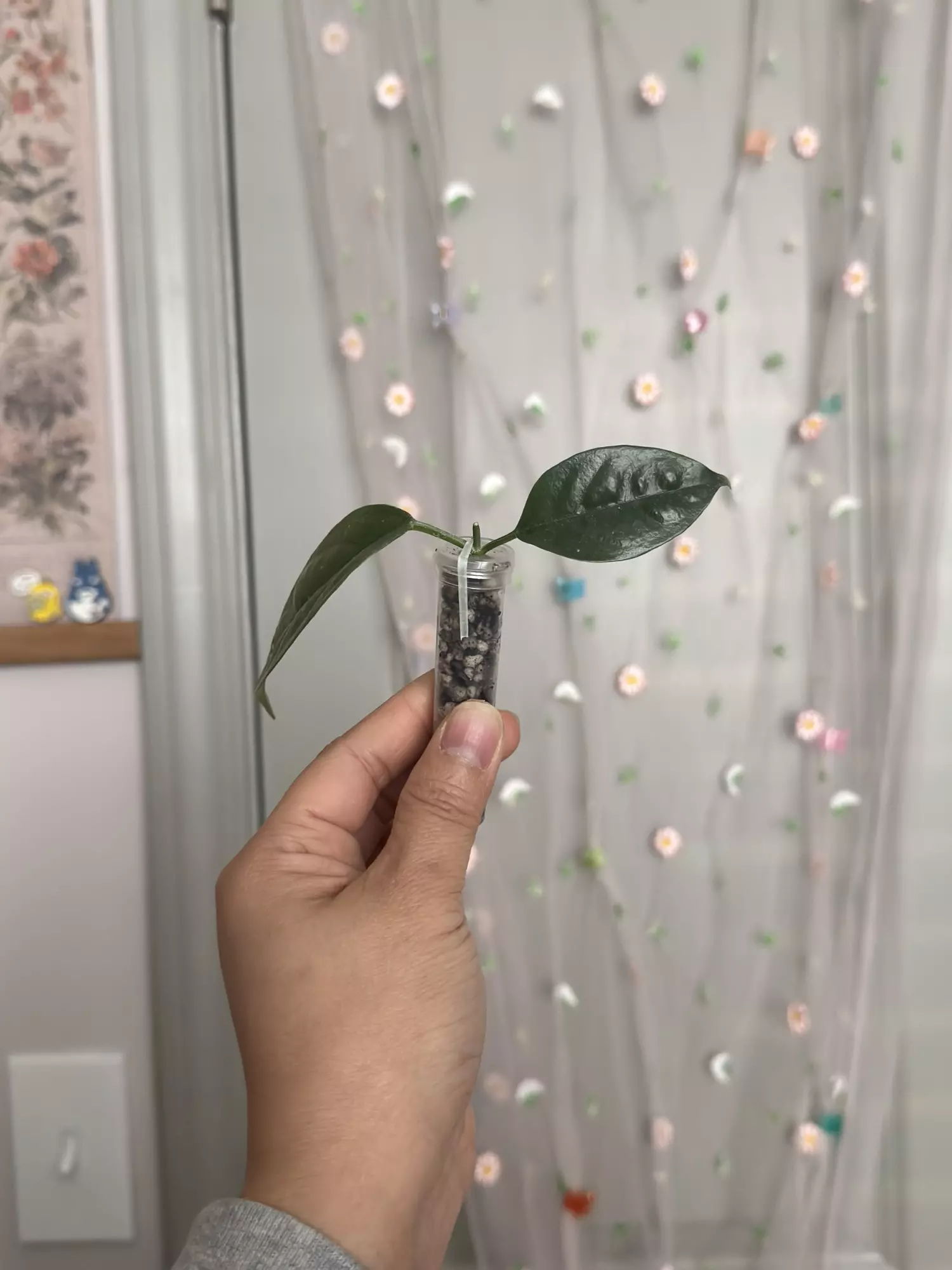 plant/Hoya Danumensis ssp Amarii (rooted)-1