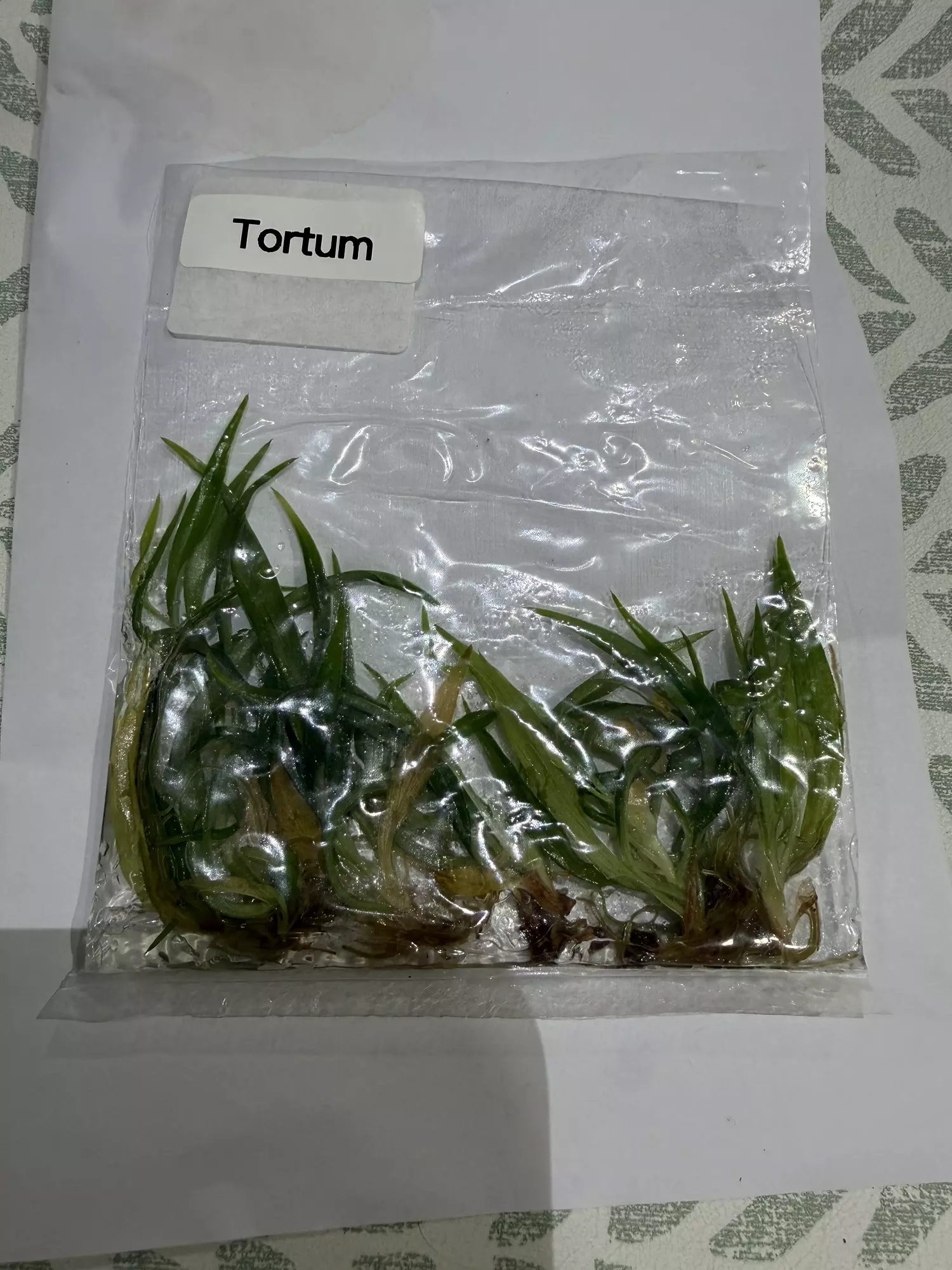 plant/Philo Tortum 5 pack -0