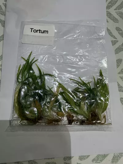 plant/Philo Tortum 5 pack -0-thumbnail