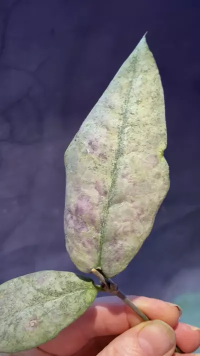 plant/Hoya mitrata silver top cut unrooted-3-thumbnail