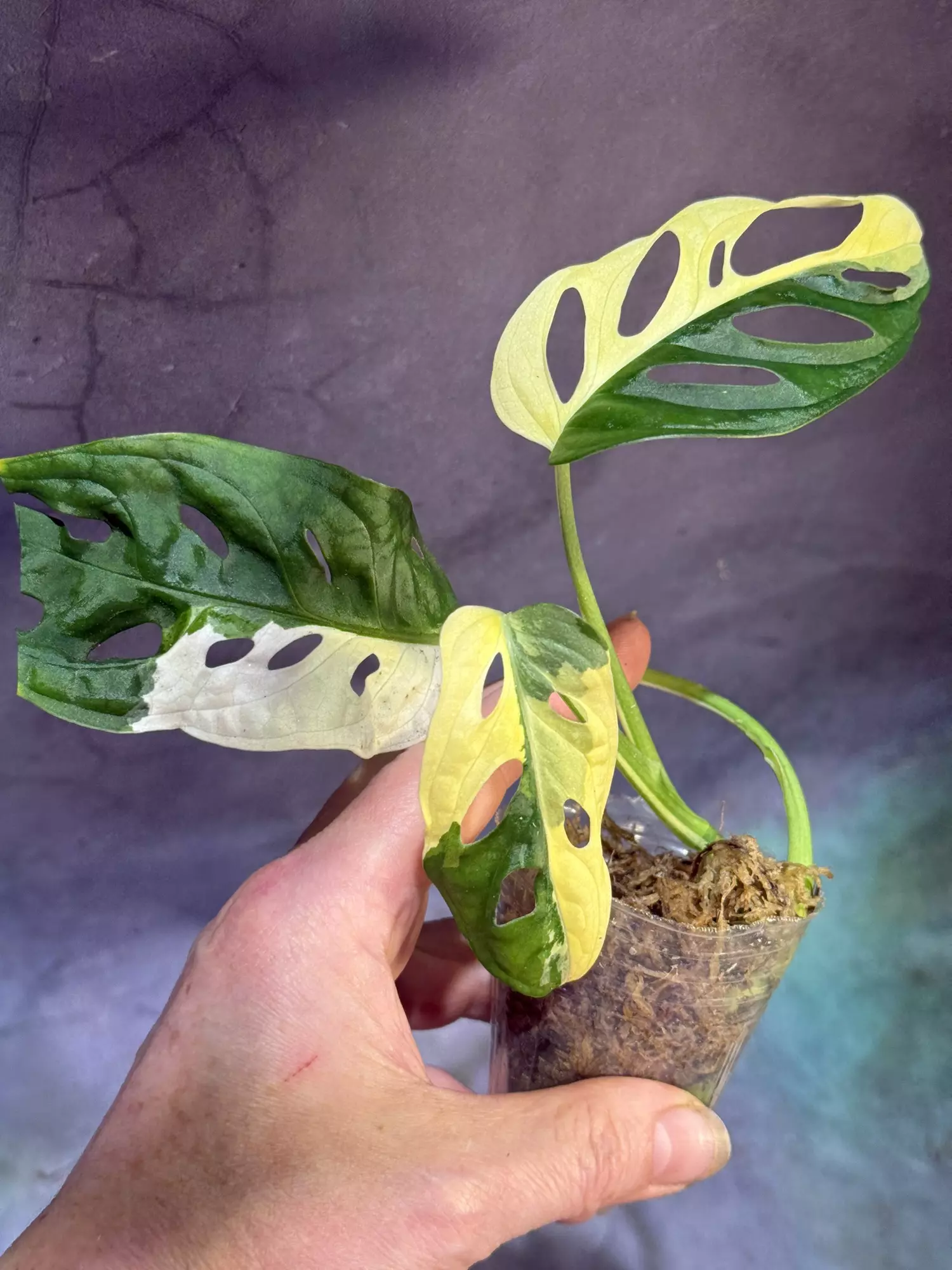 plant/Monstera Albo Adansonii-0