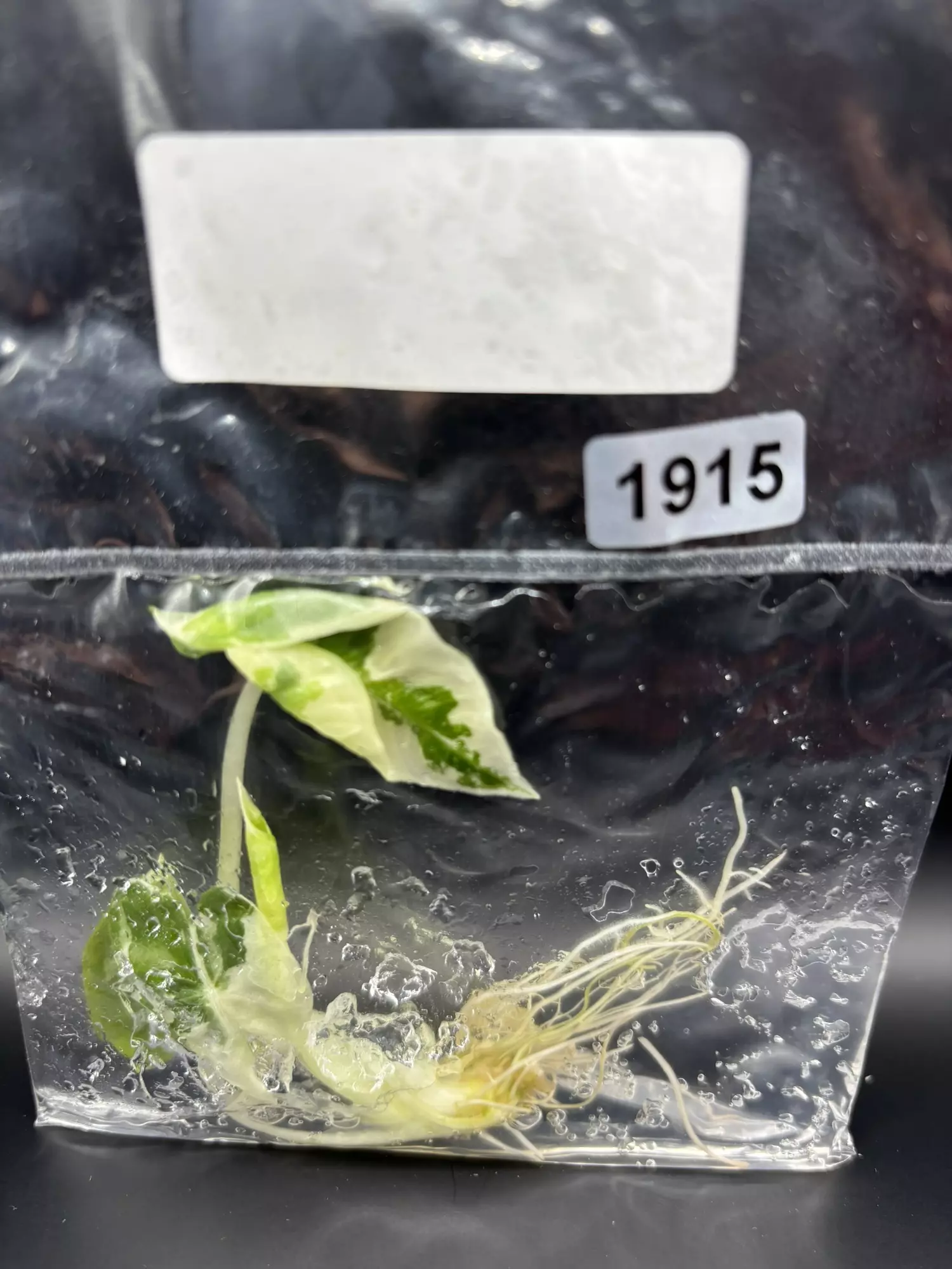 plant/1915 v Frydek -0